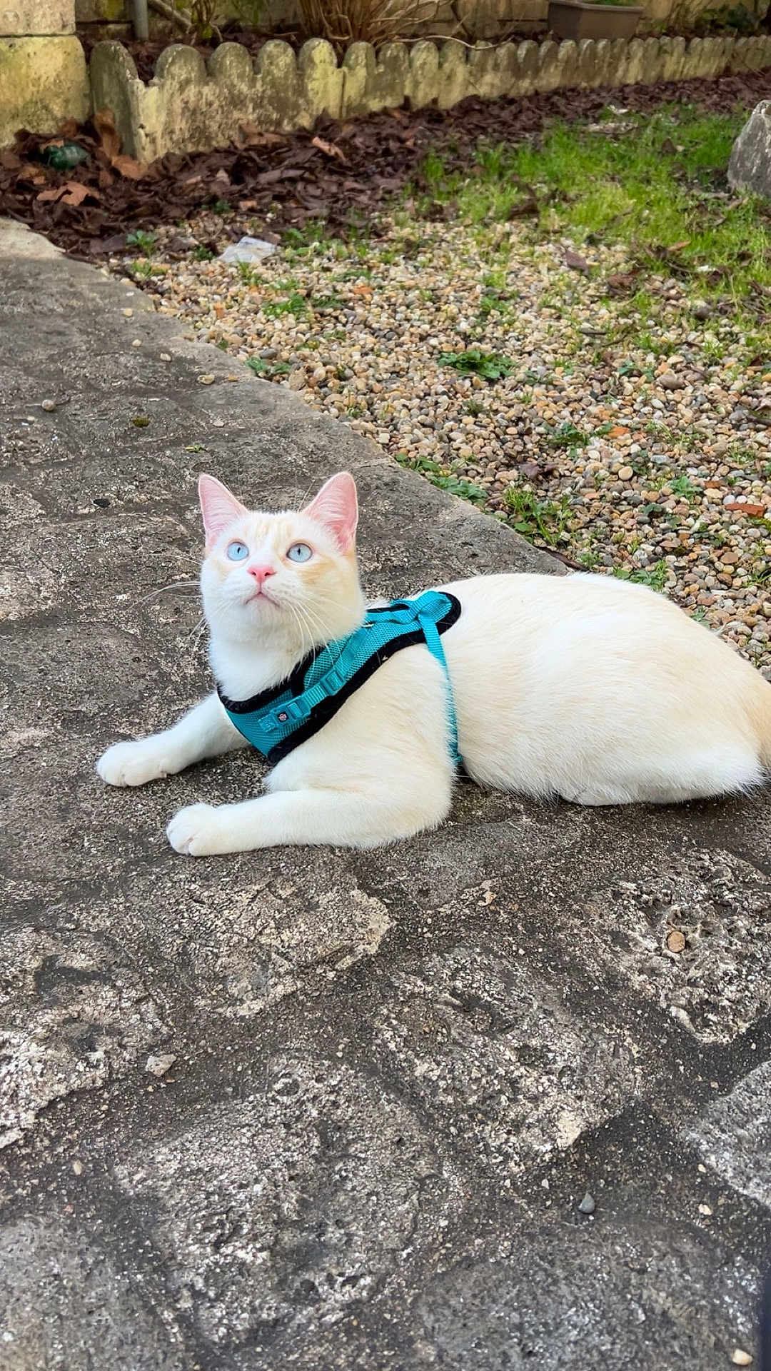Coco participe au concours pour gagner de l'argent avec cette photo : cat, feline, pet, harness, blue_eyes, white_fur, outdoor, garden, gravel, concrete, fence, lying_down, pavement, curious, ears, whiskers, closeup, portrait, domestic_cat, leash