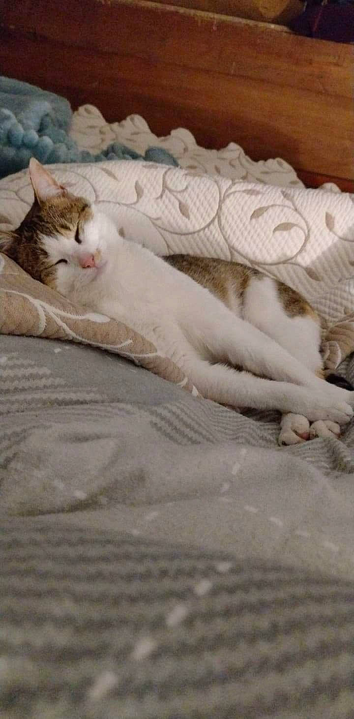 Crème a rejoint le concours — aidez-le/la à gagner de superbes lots ! bedding, carnivore, cat, claw, comfort, domestic_short_haired_cat, fawn, felidae, fur, linens, nap, paw, sand, sleep, small_to_medium_sized_cats, snout, tail, terrestrial_animal, whiskers, wood