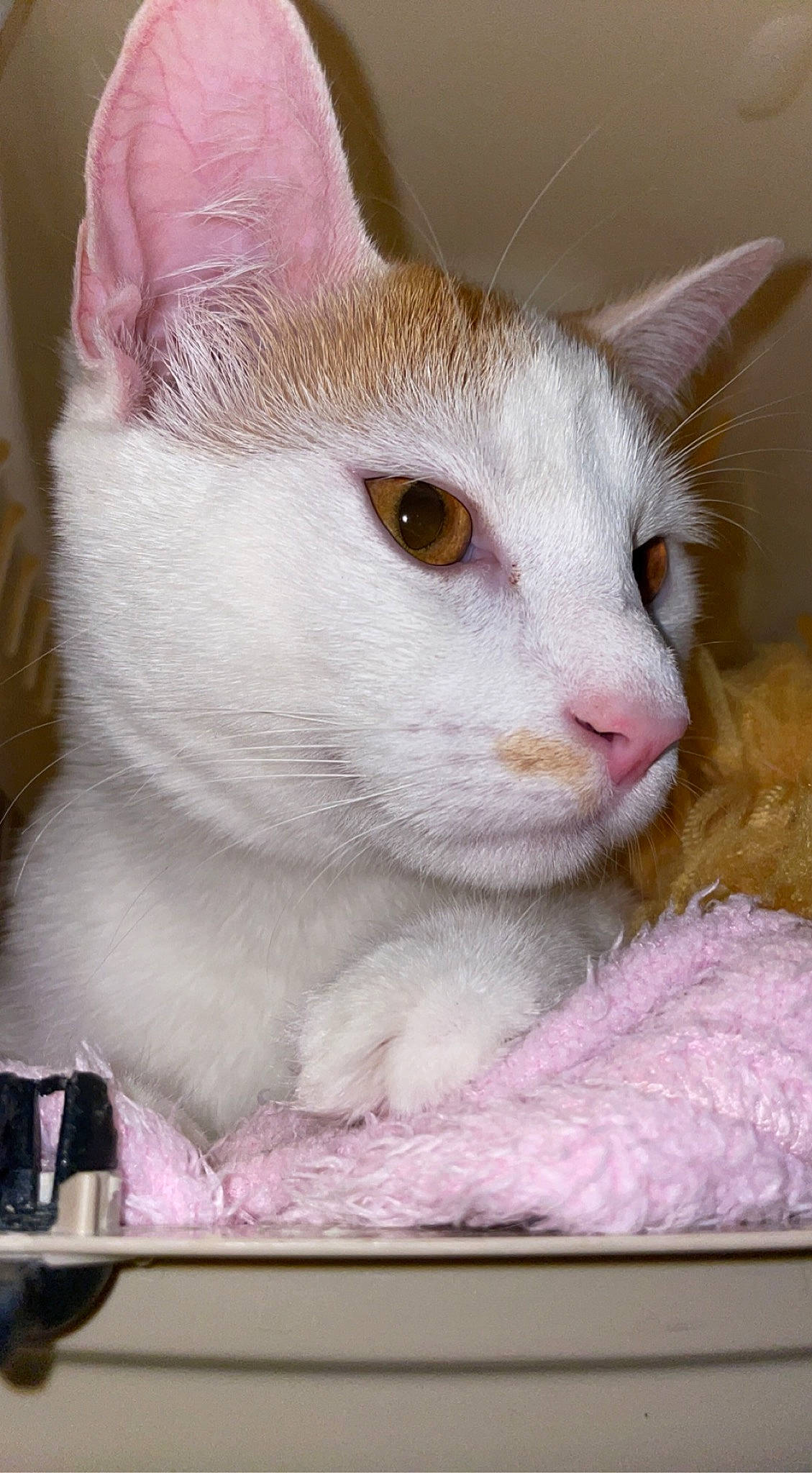 éden a rejoint le concours — aidez-le/la à gagner de superbes lots ! carnivore, cat, cat_supply, comfort, creative_arts, domestic_short_haired_cat, eyelash, fawn, felidae, fur, iris, pet_supply, rectangle, small_to_medium_sized_cats, snout, tail, terrestrial_animal, whiskers, window