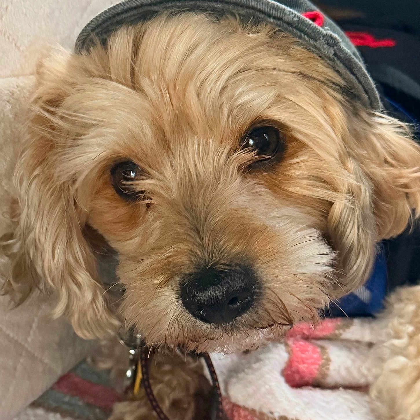 Milo is registered to the contest to win money with this photo: dog, puppy, fluffy, tan_coat, close_up, portrait, wearing_hat, cap, brown_eyes, black_nose, long_fur, small_dog, indoors, blanket, cozy, pet, cute, looking_at_camera, soft_lighting, animal