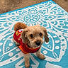 Milo is registered to the contest to win money with this photo: dog, puppy, small_dog, fluffy, brown_fur, red_outfit, pet_clothing, sitting, looking_at_camera, outdoor_rug, patterned_rug, turquoise, white_pattern, portrait, animal, cute, adorable, companion_animal, floor, well_groomed