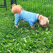 Milo joined the competition — help win amazing prizes! dog, small_dog, fluffy, long_hair, blue_outfit, pajamas, star_pattern, moon_pattern, collar, leash, outdoor, grass, garden, fence, backyard, standing, sniffing, pet, cute, animal