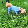 dog, small_dog, fluffy, long_hair, blue_outfit, pajamas, star_pattern, moon_pattern, collar, leash, outdoor, grass, garden, fence, backyard, standing, sniffing, pet, cute, animal