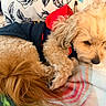 Milo is registered to the contest to win money with this photo: dog, dogs, golden, fluffy, curly_fur, sleeping, resting, lying_down, bed, blanket, pillow, clothing, pet, puppy, indoor, cozy, cuddling, relaxed, portrait, animal