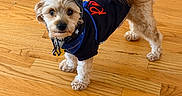 Milo joined the competition — help win amazing prizes! dog, terrier, small_dog, pet, animal, wearing_clothes, hat, costume, black_outfit, blue_trim, red_detail, collar, dog_tag, standing, indoors, hardwood_floor, wood_floor, home, vent, fluffy_tail