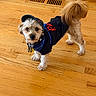 dog, terrier, small_dog, pet, animal, wearing_clothes, hat, costume, black_outfit, blue_trim, red_detail, collar, dog_tag, standing, indoors, hardwood_floor, wood_floor, home, vent, fluffy_tail