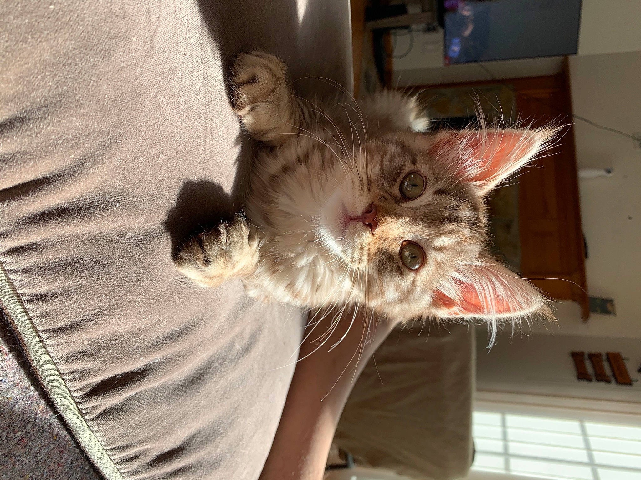 Armani is registered to the contest to win money with this photo: bed, canidae, carnivore, cat, claw, comfort, companion_dog, dog_breed, domestic_short_haired_cat, ear, fawn, felidae, fur, paw, plant, small_to_medium_sized_cats, snout, tail, television, whiskers