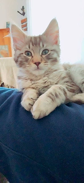 Armani joined the competition — help win amazing prizes! bed, carnivore, cat, claw, comfort, domestic_short_haired_cat, ear, eye, felidae, fur, gesture, nap, paw, sitting, sleep, small_to_medium_sized_cats, snout, tail, whiskers
