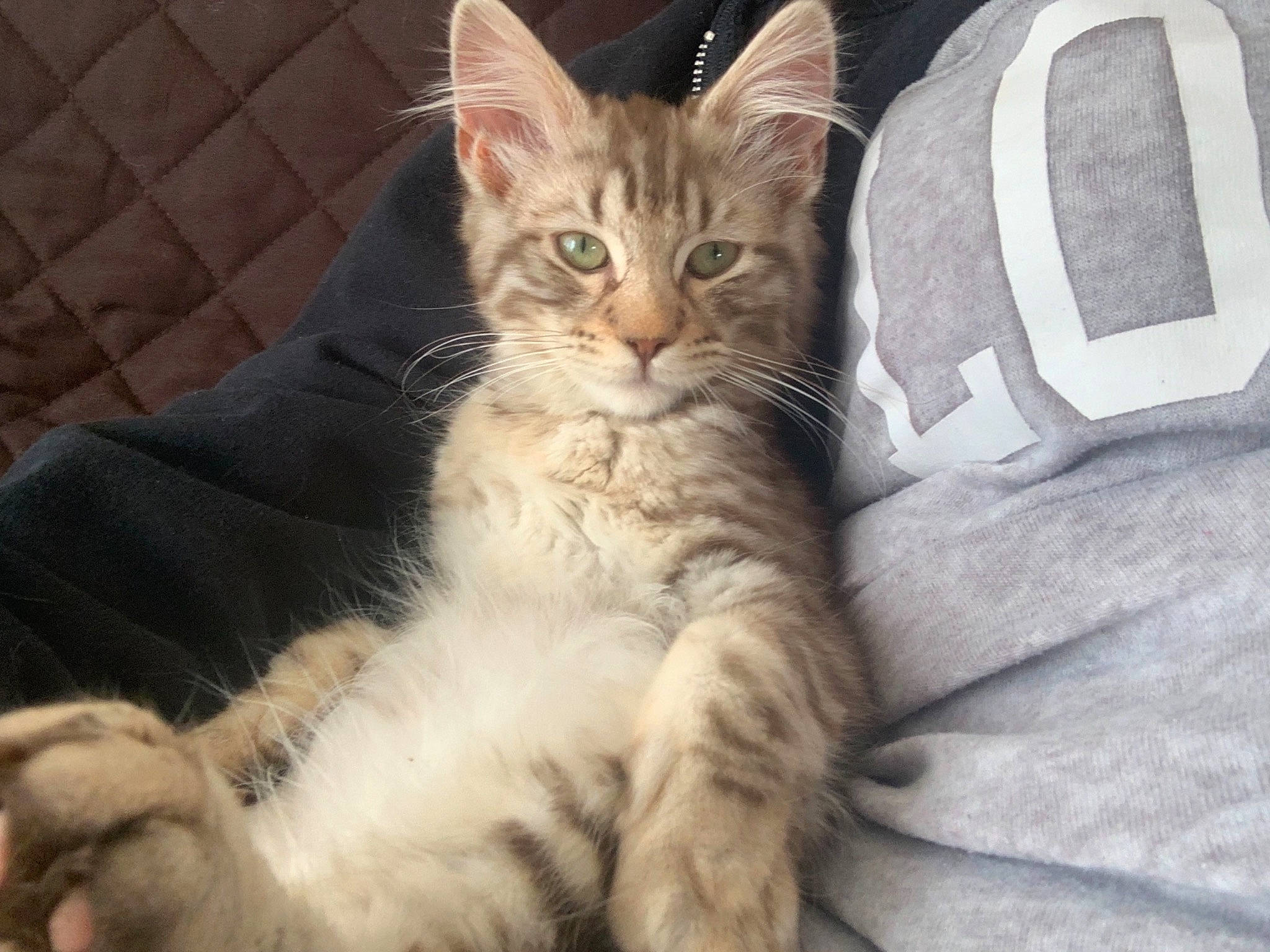 Armani joined the competition — help win amazing prizes! carnivore, cat, claw, comfort, domestic_short_haired_cat, fawn, felidae, fur, nap, paw, sitting, small_to_medium_sized_cats, snout, tail, terrestrial_animal, whiskers