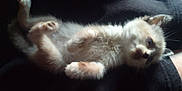 Floki a rejoint le concours — aidez-le/la à gagner de superbes lots ! kitten, cat, animal, pet, fur, lying_down, paws, cute, sleepy, domestic_animal, whiskers, small, young, feline, resting, cozy, soft_light, dark_background, furry, mammal