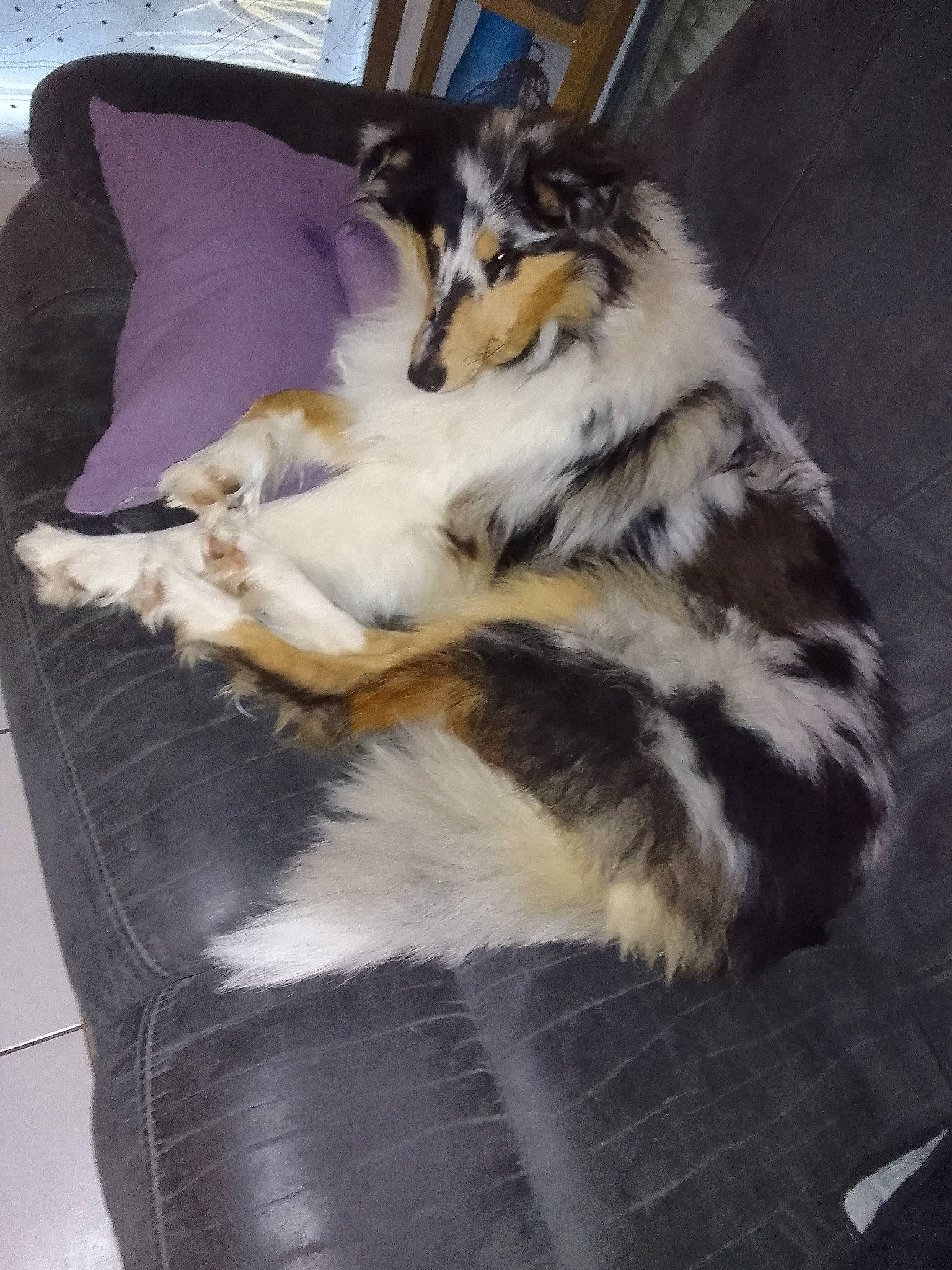 Poupée a rejoint le concours — aidez-le/la à gagner de superbes lots ! australian_shepherd, border_collie, canidae, carnivore, claw, comfort, companion_dog, dog, dog_breed, felidae, fur, herding_dog, natural_material, paw, rough_collie, small_to_medium_sized_cats, sporting_group, tail, terrestrial_animal, working_dog