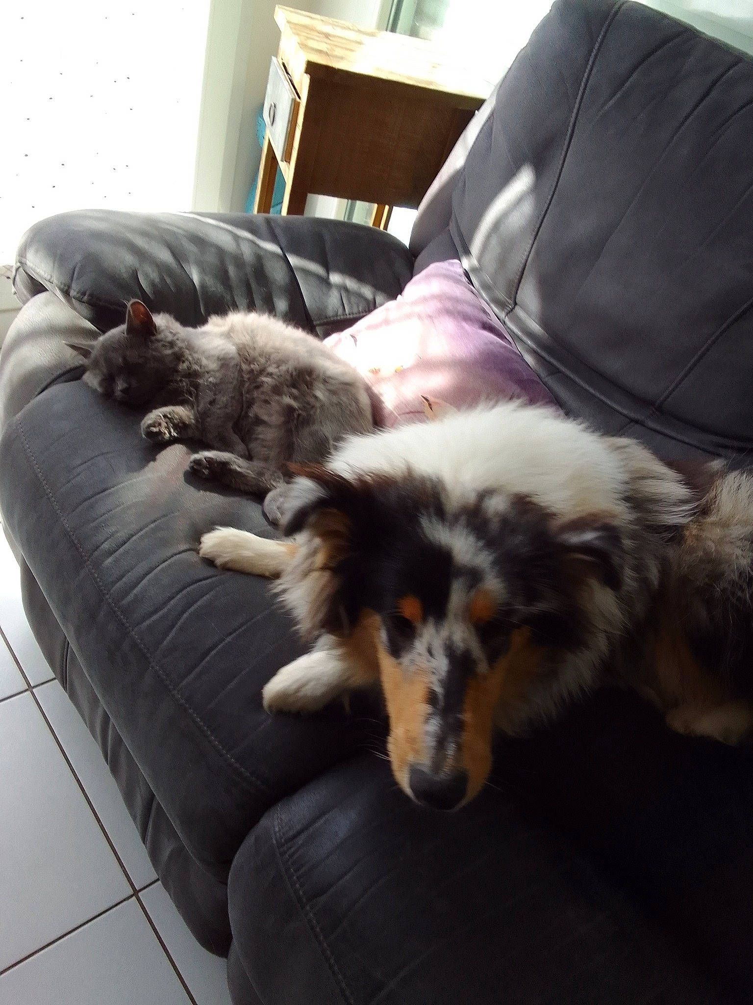 Poupée a rejoint le concours — aidez-le/la à gagner de superbes lots ! canidae, carnivore, comfort, companion_dog, couch, dog, dog_breed, dog_supply, felidae, flooring, fur, furniture, herding_dog, living_room, mammal, room, sporting_group, studio_couch, terrestrial_animal, working_animal