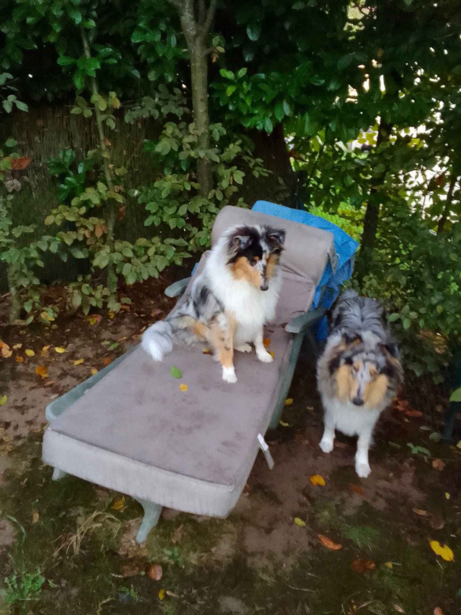 Poupée participe au concours pour gagner de l'argent avec cette photo : backyard, canidae, carnivore, companion_dog, dog, dog_breed, fawn, garden, grass, leisure, outdoor_furniture, plant, sitting, sporting_group, tail, tree, wood, working_dog, yard