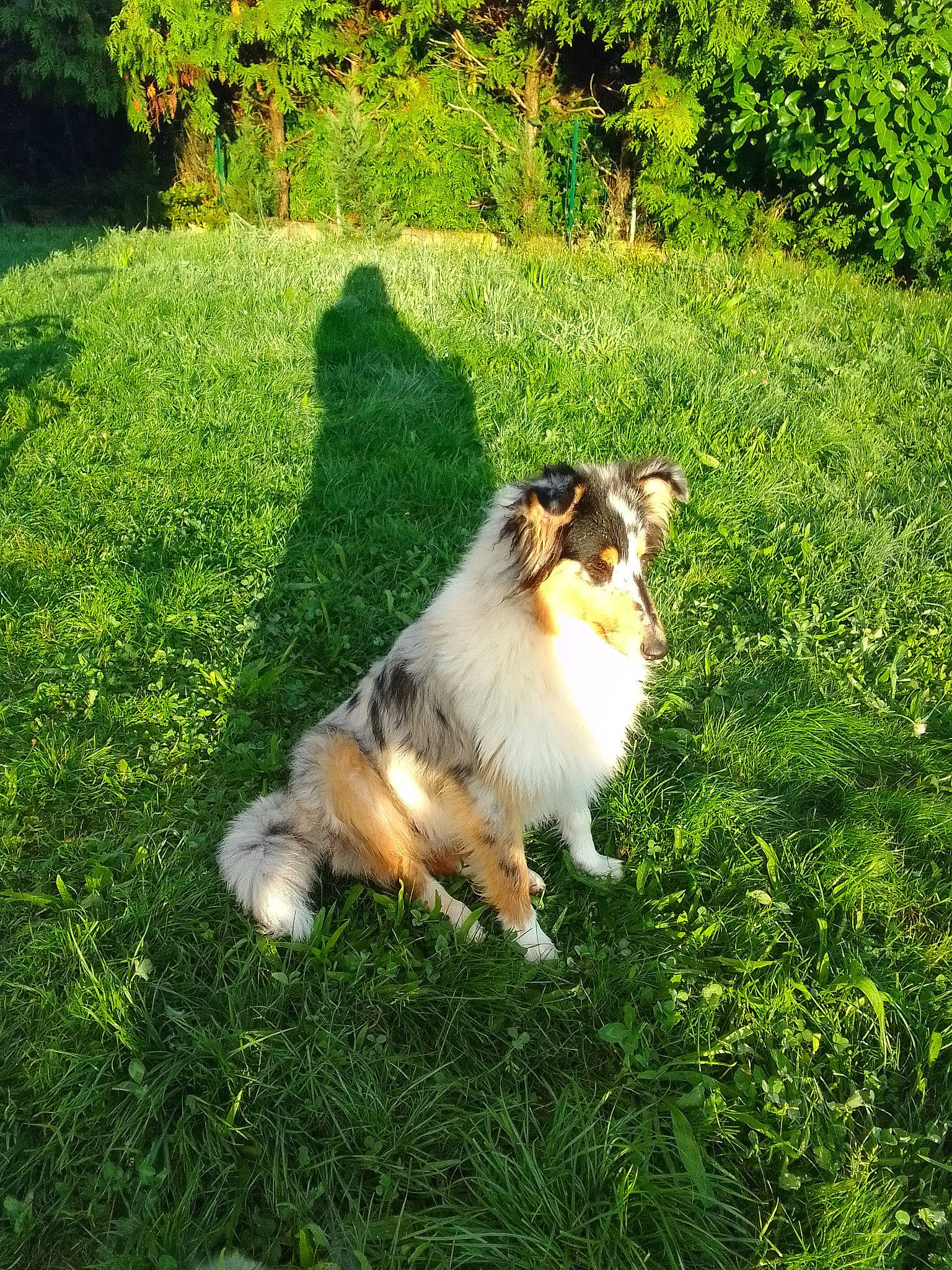 Poupée participe au concours pour gagner de l'argent avec cette photo : canidae, carnivore, collie, companion_dog, dog, dog_breed, fawn, garden, grass, grassland, groundcover, herding_dog, landscape, lawn, plant, rough_collie, scotch_collie, shetland_sheepdog, tail, working_dog