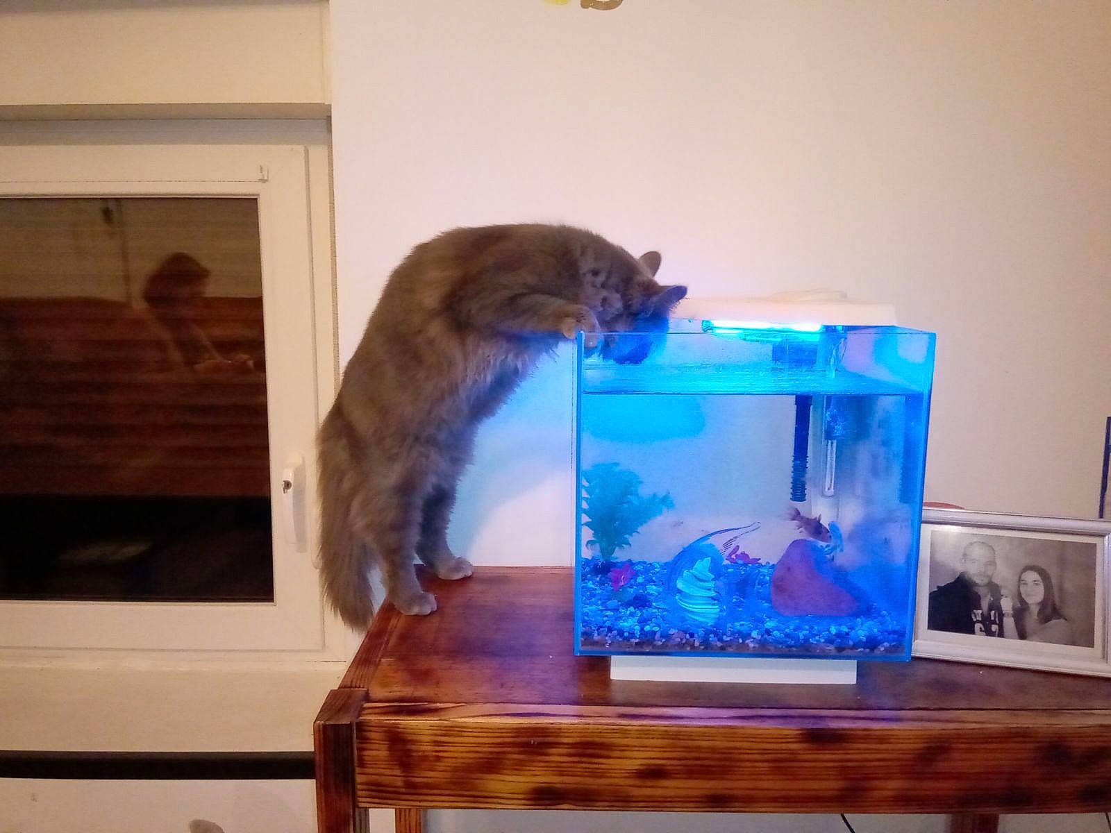 Cornelius a rejoint le concours — aidez-le/la à gagner de superbes lots ! art, carnivore, cat, display_device, electric_blue, felidae, fur, hardwood, pet_supply, rectangle, room, russian_blue, small_to_medium_sized_cats, table, tail, whiskers, wood, wood_stain