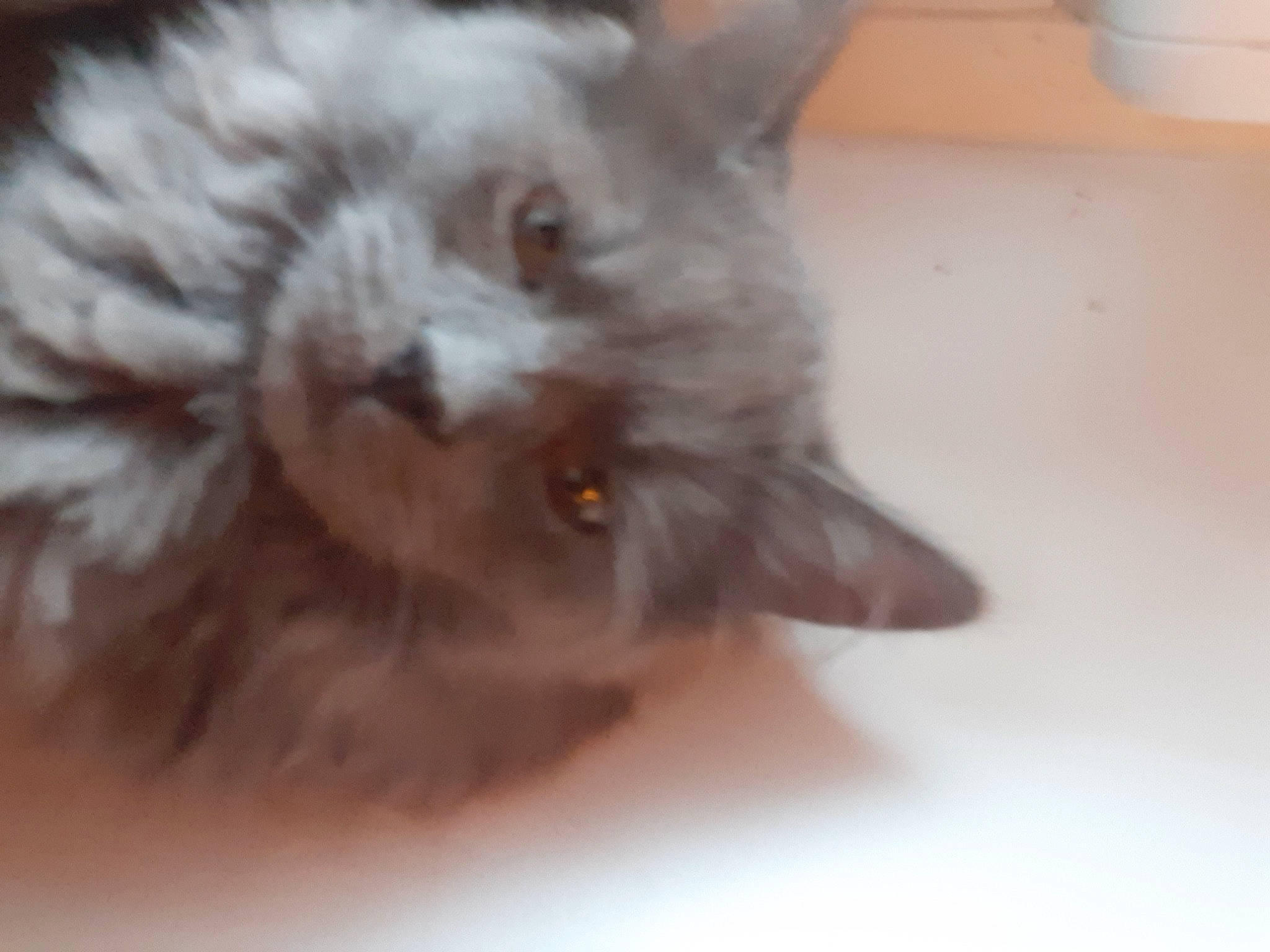 Cornelius a rejoint le concours — aidez-le/la à gagner de superbes lots ! british_longhair, carnivore, cat, claw, domestic_short_haired_cat, ear, fawn, felidae, fur, liver, paw, small_to_medium_sized_cats, snout, tail, terrestrial_animal, whiskers