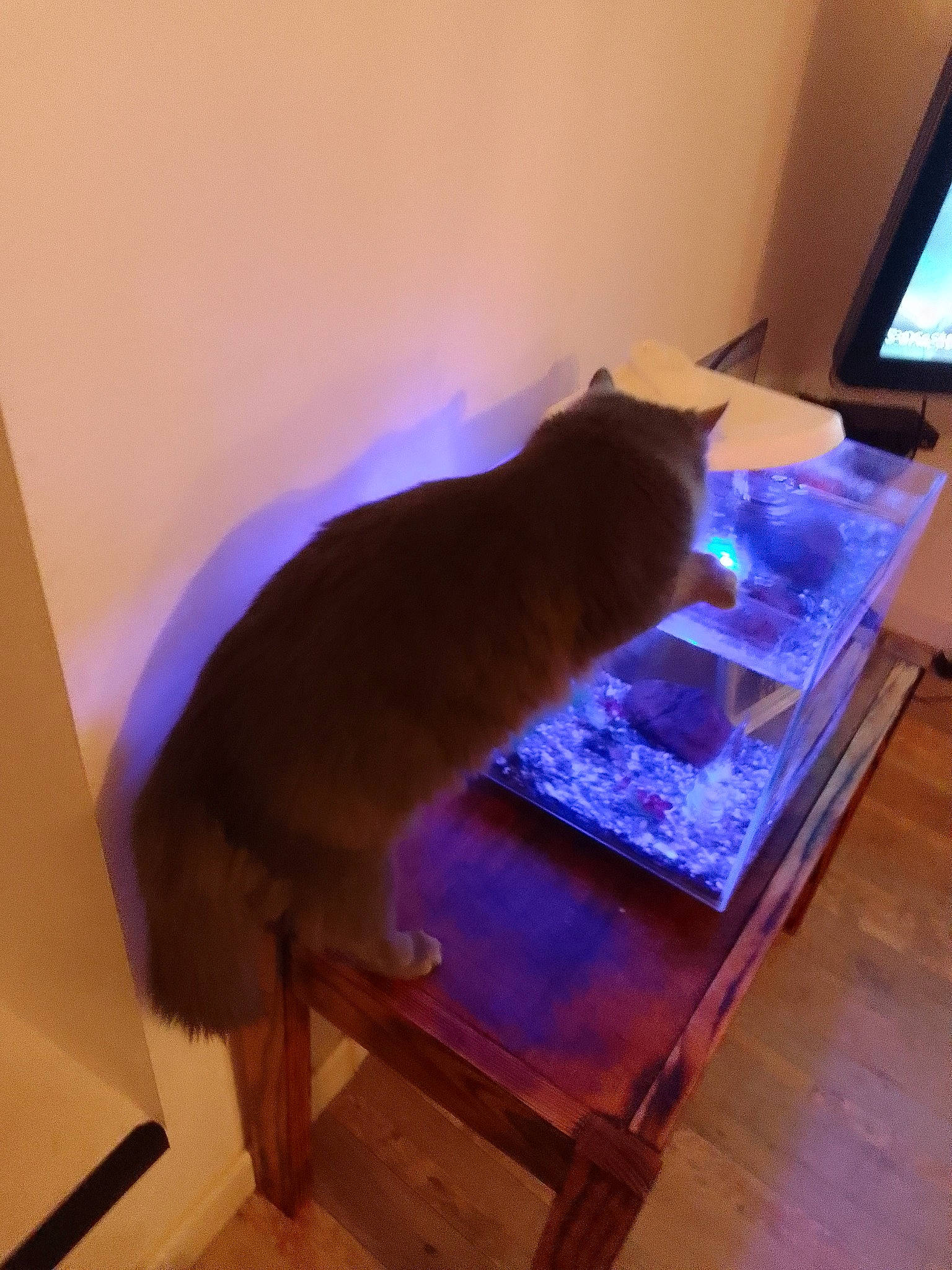 Cornelius participe au concours pour gagner de l'argent avec cette photo : carnivore, cat, comfort, domestic_short_haired_cat, fawn, felidae, flooring, fur, hardwood, laminate_flooring, pet_supply, purple, rectangle, room, small_to_medium_sized_cats, tail, whiskers, wood, wood_flooring, wood_stain