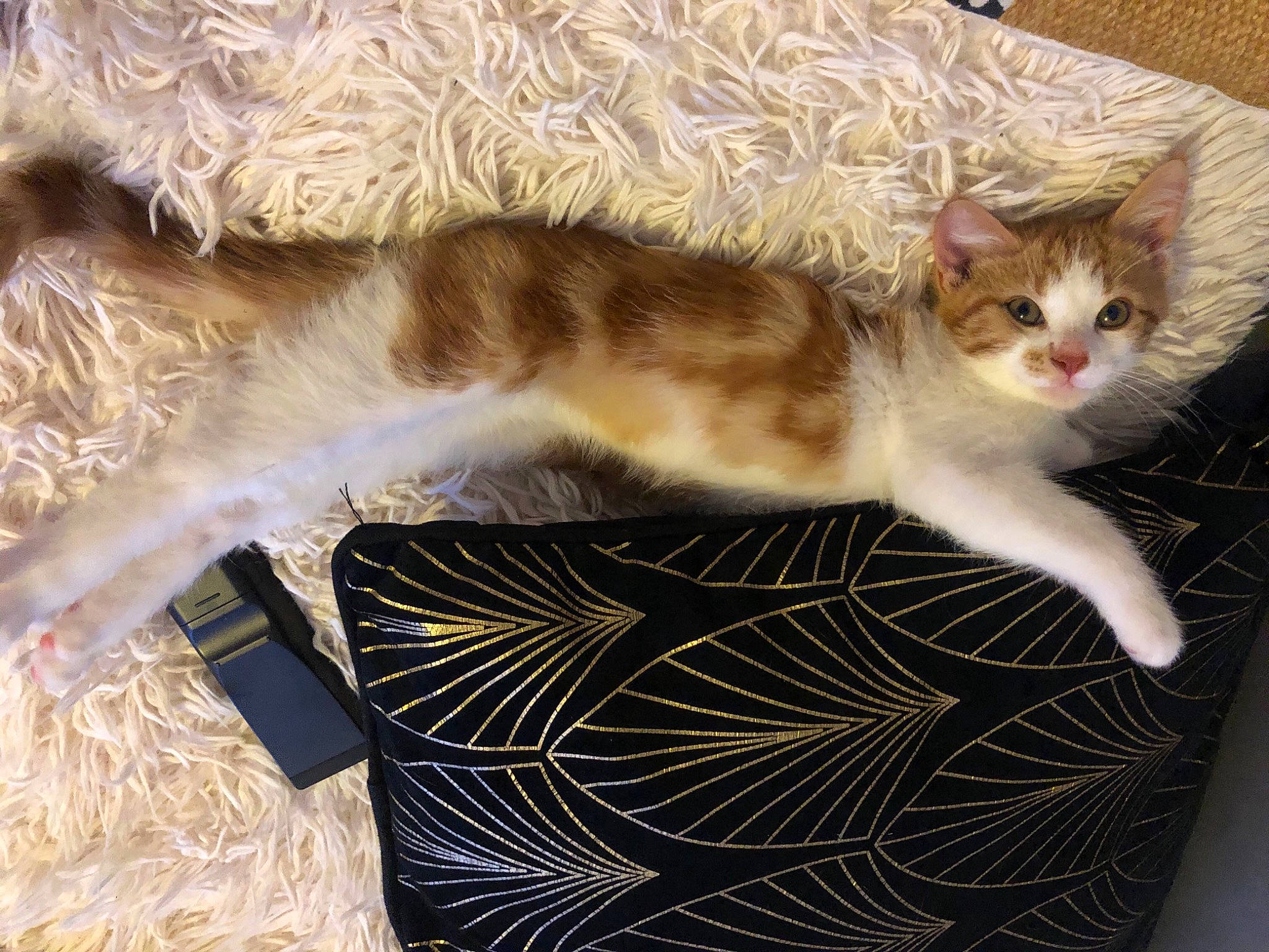 Kyubi participe au concours pour gagner de l'argent avec cette photo : asian, carnivore, cat, domestic_long_haired_cat, domestic_short_haired_cat, european_shorthair, fawn, felidae, fur, kitten, norwegian_forest_cat, polydactyl_cat, ragamuffin, small_to_medium_sized_cats, tabby_cat, tail, turkish_van, whiskers