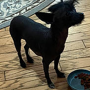 Baby is registered to the contest to win money with this photo: dog, black_dog, indoor, wooden_floor, food_bowl, kibble, pet, canine, alert, fur, small_dog, tuft_of_hair, flooring, rug, domestic_animal, animal, companion, standing, looking_up, home