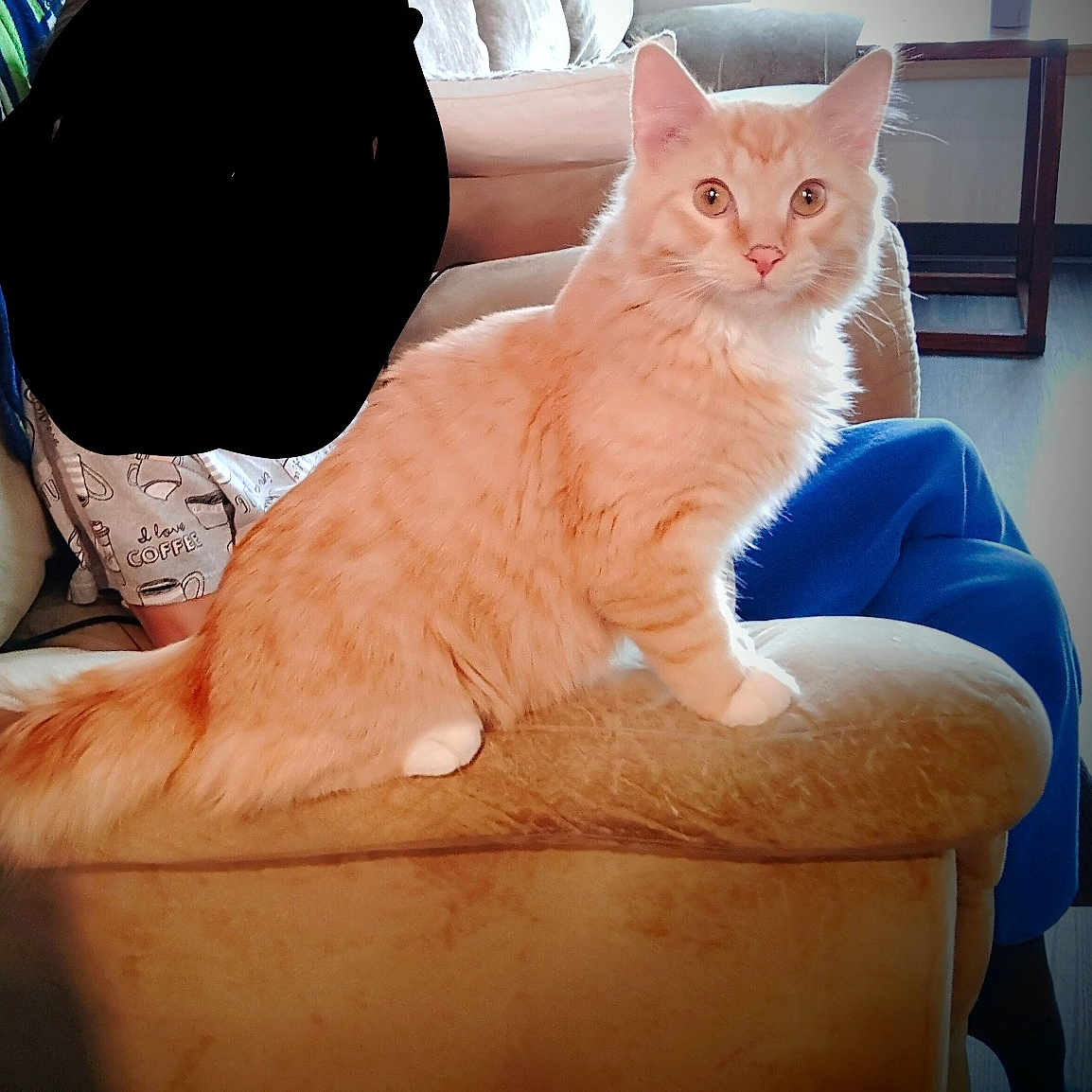 Colby Jack is registered to the contest to win money with this photo: adult, angora, animal, architecture, armchair, building, cat, chair, couch, cushion, furniture, indoors, kitten, livingroom, male, man, manx, person, pet, room
