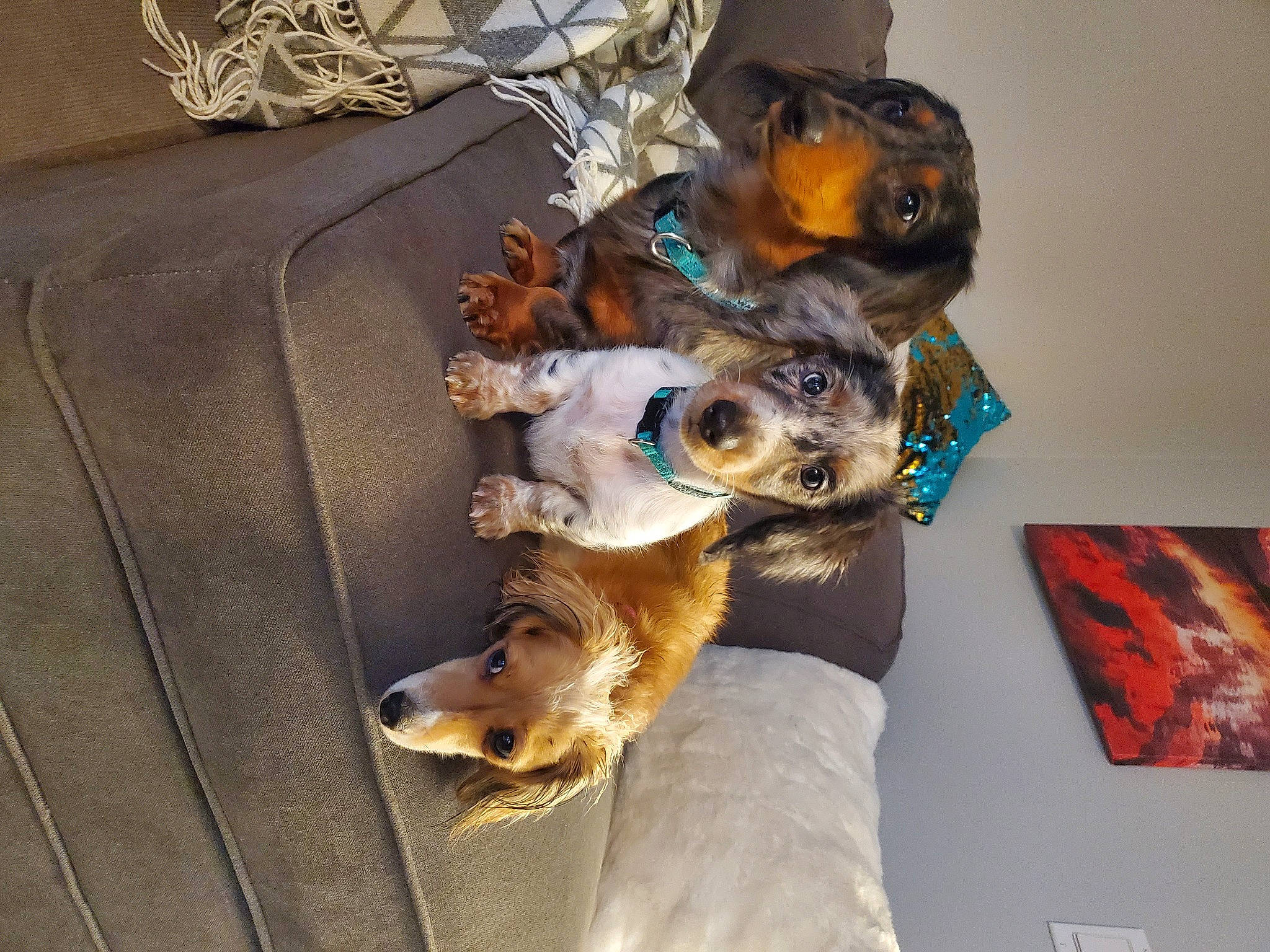 Stuart is registered to the contest to win money with this photo: art, canidae, carnivore, companion_dog, dog, dog_breed, dog_clothes, dog_supply, fawn, fur, snout, sporting_group, toy_dog, working_animal