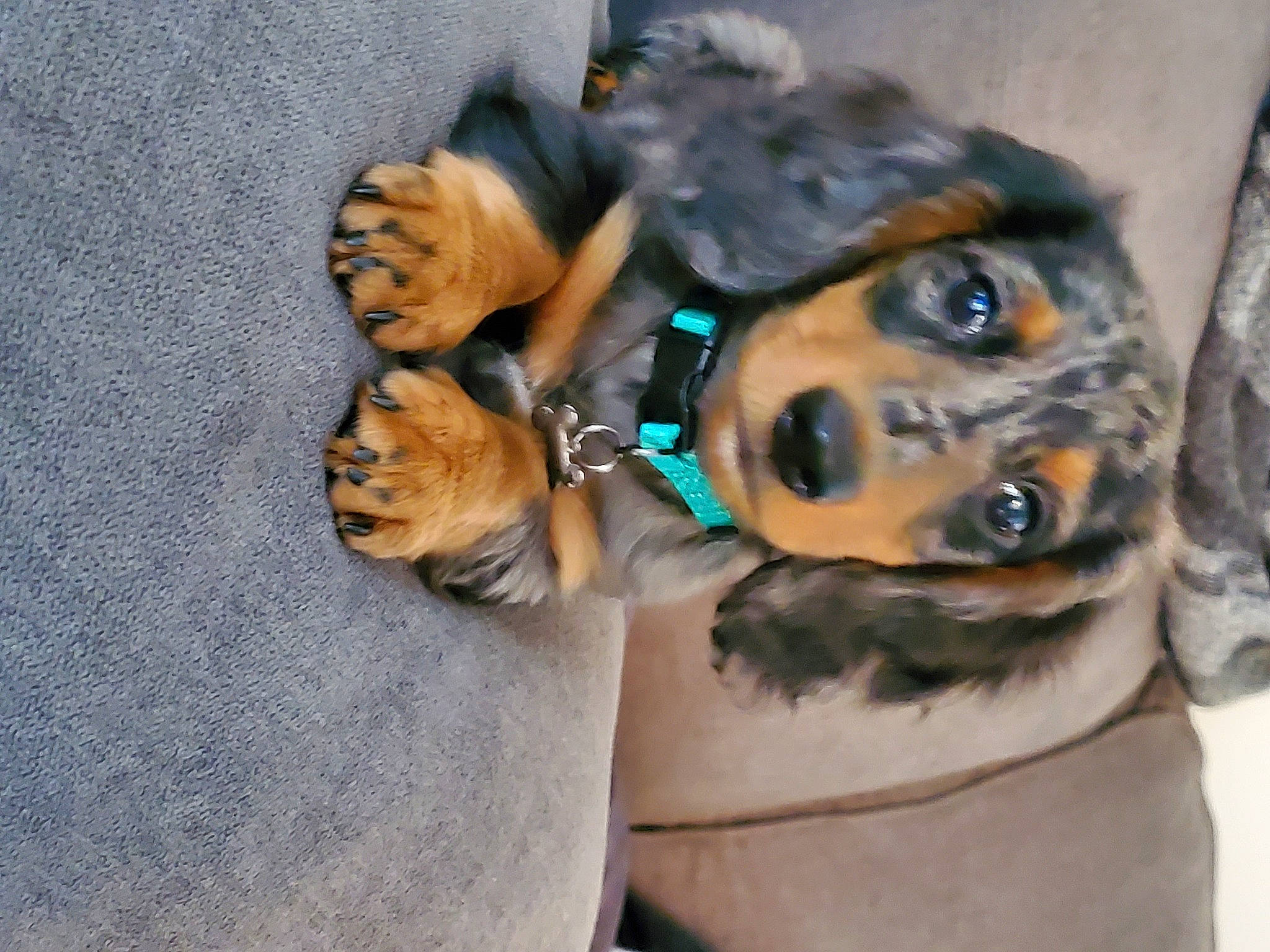 Walter is registered to the contest to win money with this photo: art, canidae, carnivore, companion_dog, dog_breed, dress, eye, eyewear, fawn, felidae, fur, hat, human_leg, plant, snout, sporting_group, sunglasses, toy, tree, whiskers