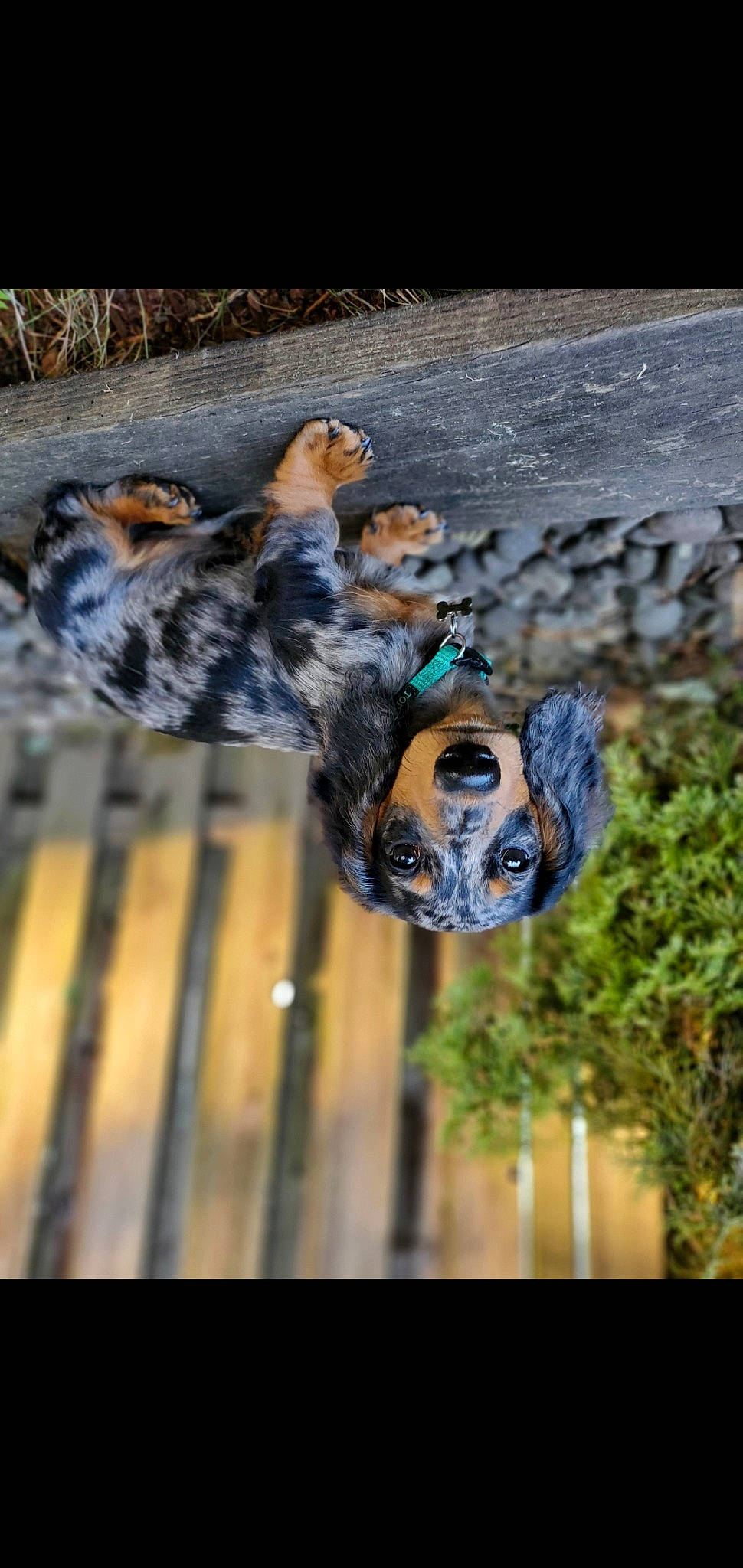 Walter is registered to the contest to win money with this photo: art, canidae, dog_breed, fawn, fur, grass, metal, organism, pattern, plant, reflection, rock, skull, snout, sporting_group, terrestrial_animal, tree, water, wildlife, wood