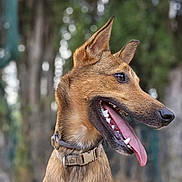 Roy participe au concours pour gagner de l'argent avec cette photo : dog, canine, portrait, sitting, outdoor, forest, trees, nature, brown_fur, short_fur, pointed_ears, open_mouth, panting, tongue, collar, happy, alert, animal, bokeh, vertical_photo