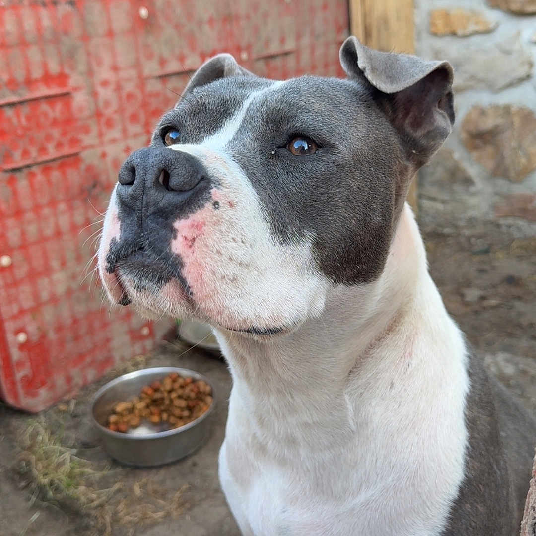 Royce participe au concours pour gagner de l'argent avec cette photo : dog, canine, gray_and_white, short_hair, sitting, portrait, outdoor, backyard, stone_wall, wooden_gate, red_background, food_bowl, dog_food, pet, animal, alert, serious_expression, white_chest, floppy_ears, natural_light