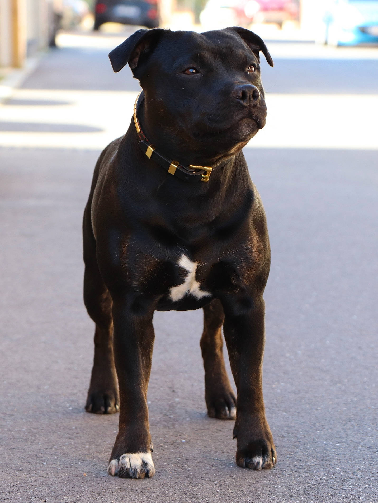 Peyko a rejoint le concours — aidez-le/la à gagner de superbes lots ! alaunt, american_pit_bull_terrier, american_staffordshire_terrier, bandog, bull_and_terrier, canidae, carnivore, companion_dog, dog, dog_breed, fawn, mammal, molosser, non_sporting_group, rare_breed_dog, snout, sporting_group, staffordshire_bull_terrier, terrier, vertebrate