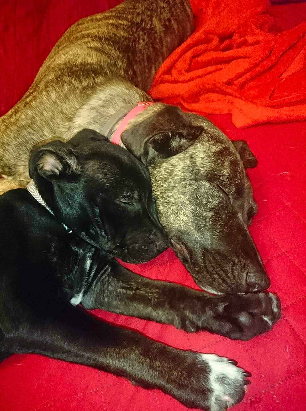 Peyko participe au concours pour gagner de l'argent avec cette photo : canidae, carnivore, dog, dog_breed, galgo_espanol, lurcher, mammal, non_sporting_group, snout, sporting_group