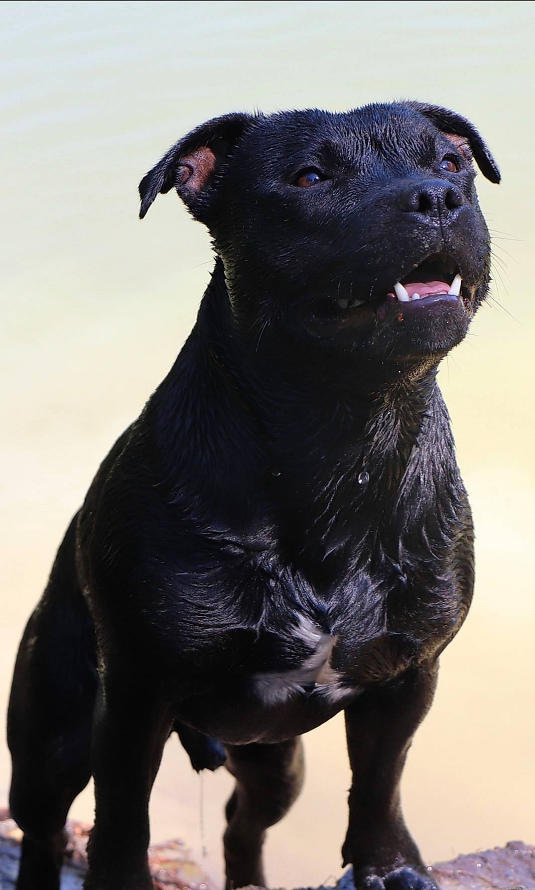 Peyko participe au concours pour gagner de l'argent avec cette photo : american_pit_bull_terrier, american_staffordshire_terrier, cane_corso, canidae, canis_panther, carnivore, companion_dog, cordoba_fighting_dog, dog, dog_breed, guard_dog, mammal, non_sporting_group, patterdale_terrier, snout, sporting_group, staffordshire_bull_terrier, terrier, vertebrate