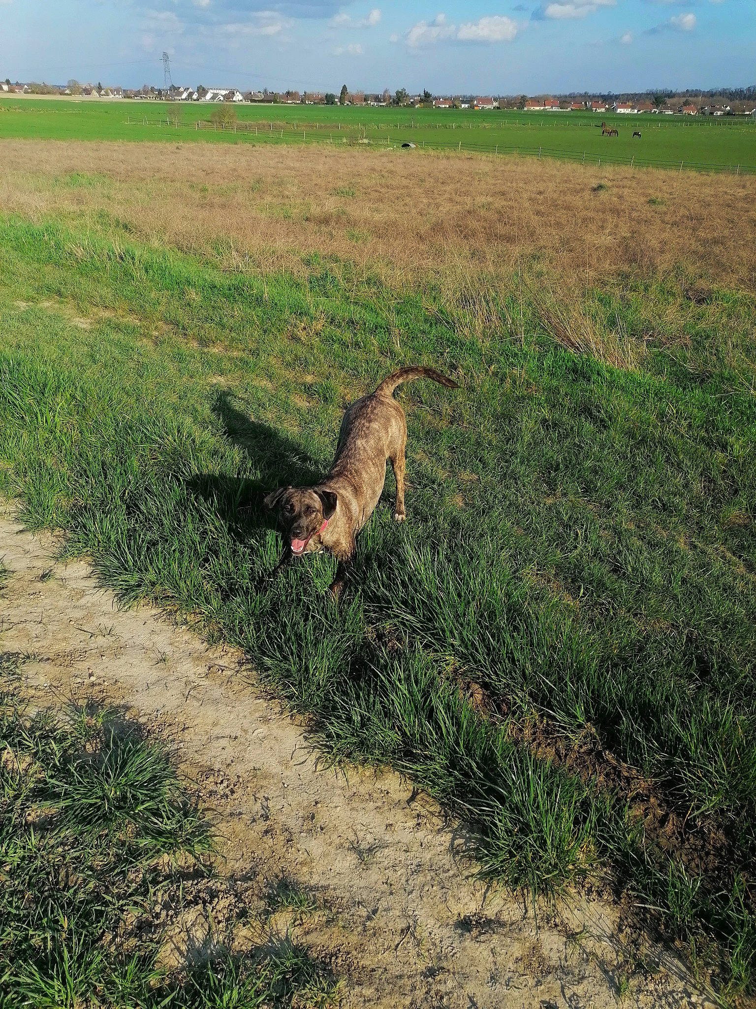 Lona participe au concours pour gagner de l'argent avec cette photo : border_terrier, canidae, carnivore, dog, field, grass, grassland, hunting_dog, mountain, pasture, plain, sporting_group, village, wolfdog