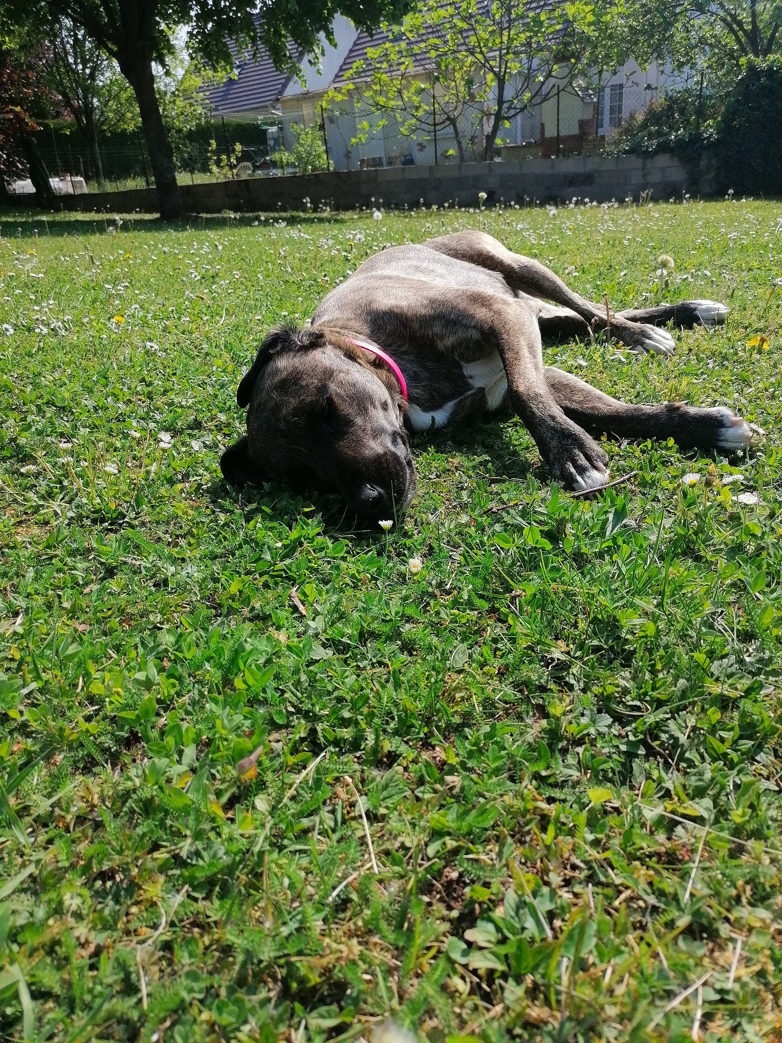 Lona a rejoint le concours — aidez-le/la à gagner de superbes lots ! canidae, carnivore, dog, dog_breed, fila_brasileiro, grass, guard_dog, hunting_dog, non_sporting_group, perro_de_presa_canario, sporting_group