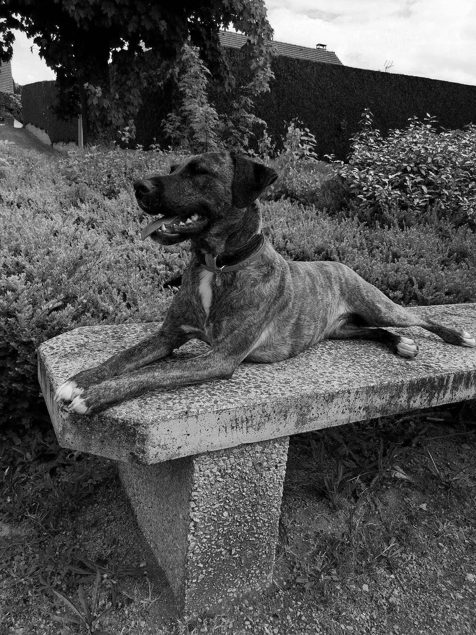 Lona participe au concours pour gagner de l'argent avec cette photo : ancient_dog_breeds, black_and_white, canidae, carnivore, dog, dog_breed, fawn, guard_dog, monochrome, monochrome_photography, sitting, sporting_group, stock_photography