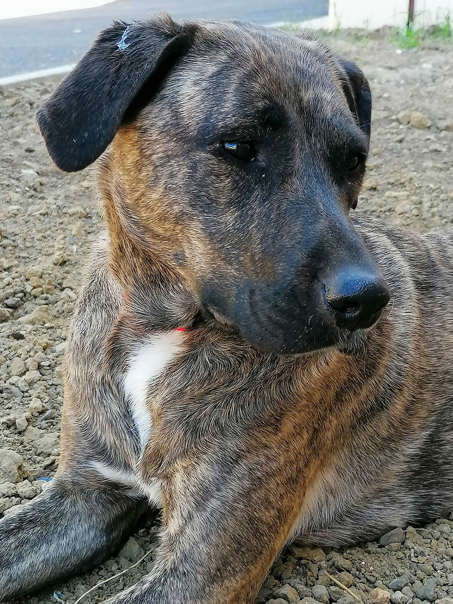 Lona participe au concours pour gagner de l'argent avec cette photo : canidae, carnivore, cimarron_uruguayo, dog, dog_breed, dogo_sardesco, fawn, mammal, mountain_cur, plott_hound, potcake_dog, rare_breed_dog, snout, sporting_group, street_dog, treeing_tennessee_brindle, vertebrate, whiskers