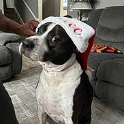 Nino joined the competition — help win amazing prizes! animal, black_and_white, christmas, couch, curious, decorations, dog, domestic_animal, floor, furniture, hand, hat, holiday, indoor, living_room, pet, santa_hat, seated, staircase, tile_floor