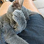 animal, cat, closeup, comfort, cozy, cute, domestic_cat, ears, facepalm, feline, fur, gray_cat, indoor, lap, paw, pet, relaxed, resting, sleeping, whiskers