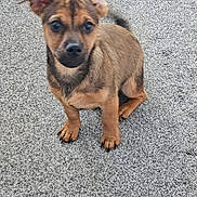 Tino joined the competition — help win amazing prizes! puppy, dog, brown, ears, carpet, pet, animal, cute, small, sitting, indoor, fur, paw, canine, young, looking, attention, friendly, adorable, domestic