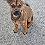 puppy, dog, brown, ears, carpet, pet, animal, cute, small, sitting, indoor, fur, paw, canine, young, looking, attention, friendly, adorable, domestic