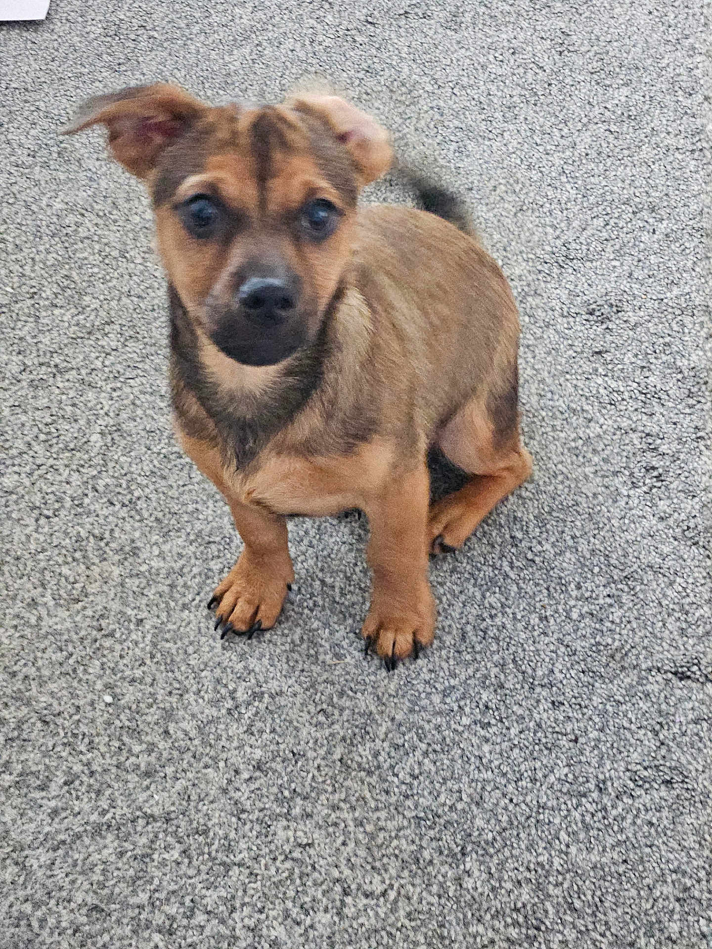 Tino joined the competition — help win amazing prizes! puppy, dog, brown, ears, carpet, pet, animal, cute, small, sitting, indoor, fur, paw, canine, young, looking, attention, friendly, adorable, domestic