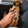 Tino joined the competition — help win amazing prizes! dog, puppy, pet, hand, legs, couch, indoor, brown_fur, black_nose, paw, claws, relaxed, curious_expression, human, tattoo, casual_clothing, comfort, touch, bonding, resting