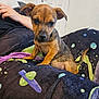 puppy, dog, blanket, space_theme, pattern, indoor, cute, small_dog, fur, ears, tail, person_arm, resting, curious, young, pet, animal, companion, close_up, colorful