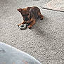 Tino is registered to the contest to win money with this photo: dog, puppy, toy, carpet, cat, crate, fan, blanket, indoor, pet, animal, floor, cord, furniture, home, relaxing, playful, brown_dog, black_cat, cozy