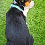 Stormi is registered to the contest to win money with this photo: puppy, dog, sleeping, collar, grass, artificial_grass, black_fur, brown_fur, white_fur, pet, animal, outdoor, cute, resting, canine, fur, side_view, young_dog, peaceful, relaxed