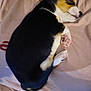 Stormi joined the competition — help win amazing prizes! puppy, dog, sleeping, tricolor, black, white, tan, cute, pet, animal, fur, paw, closed_eyes, rest, cozy, blanket, soft, human, shirt, nap