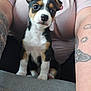 Stormi is registered to the contest to win money with this photo: animal, arm, black, brown, curious, cushion, cute, dog, fur, gray, indoor, person, pet, pink, puppy, shirt, sitting, tattoo, white, young