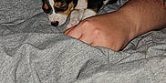 Stormi joined the competition — help win amazing prizes! puppy, dog, sleeping, blanket, gray, cozy, tattoo, arm, resting, indoors, cute, small, fur, pet, snuggle, comfort, relaxation, soft, domestic_animal, companion