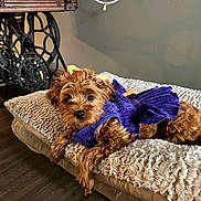 Hazel is registered to the contest to win money with this photo: animal, brown_fur, comfort, cozy, cushion, cute, decor, dog, floor, fluffy, furniture, home, indoor, lying_down, pet, puppy, purple_dress, relaxed, small_dog, vintage_sewing_machine