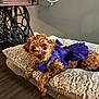 animal, brown_fur, comfort, cozy, cushion, cute, decor, dog, floor, fluffy, furniture, home, indoor, lying_down, pet, puppy, purple_dress, relaxed, small_dog, vintage_sewing_machine